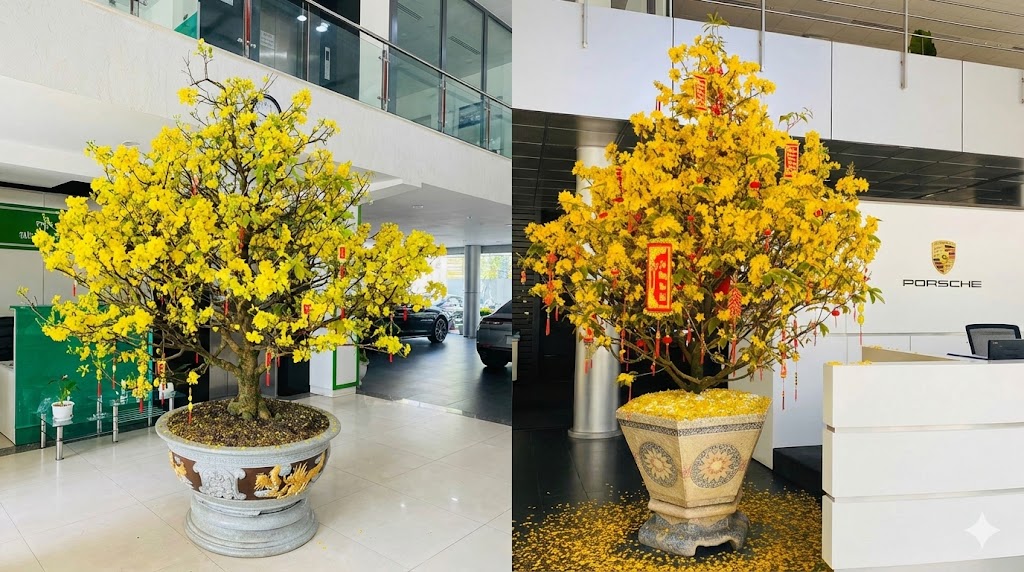 Chọn Chậu Cho Mai Ghép