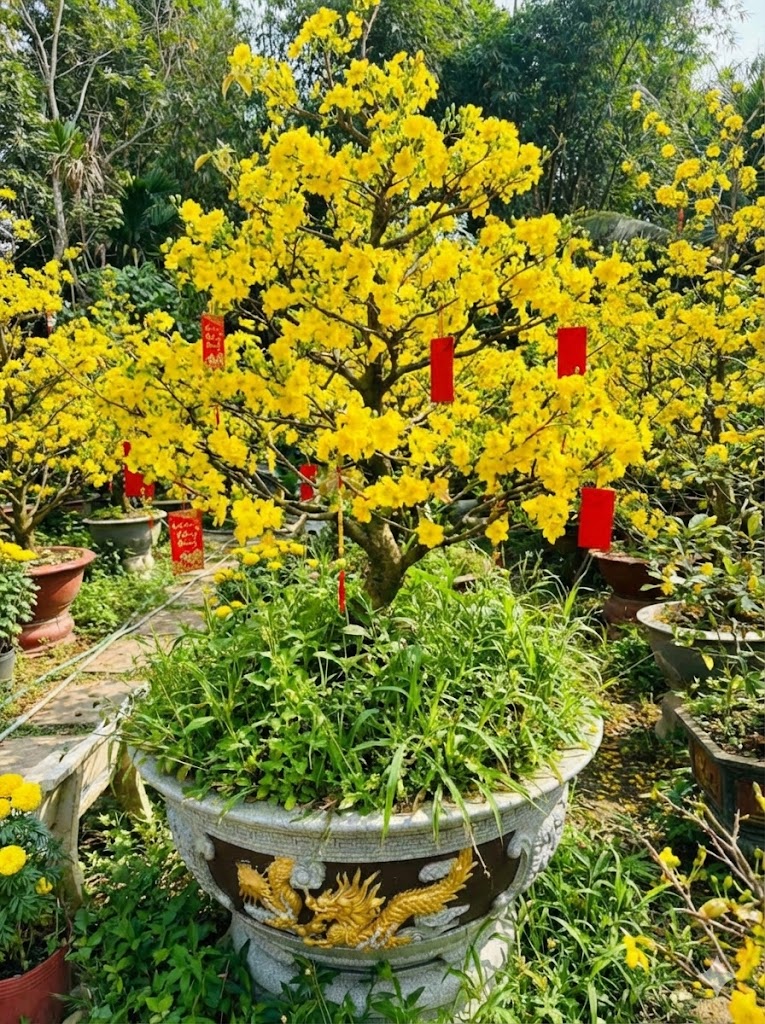 Vệ Sinh Chậu Mai
