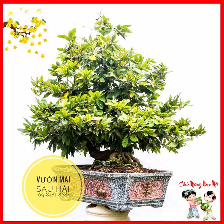 nghệ thuật bonsai thủ đức