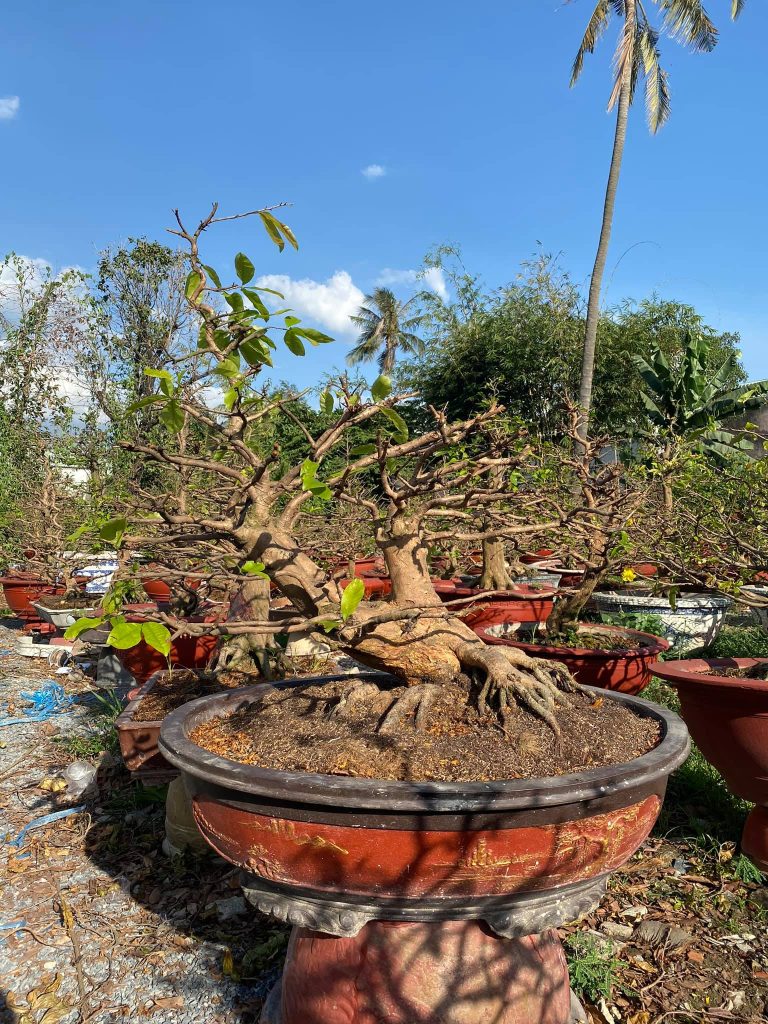 uốn mai bonsai