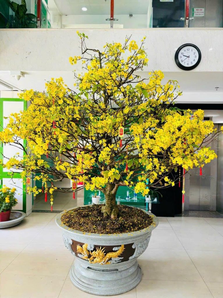cam-ket-mai-no-dung-tet-sau-hai