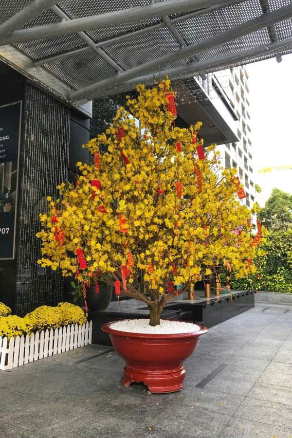 dáng trực