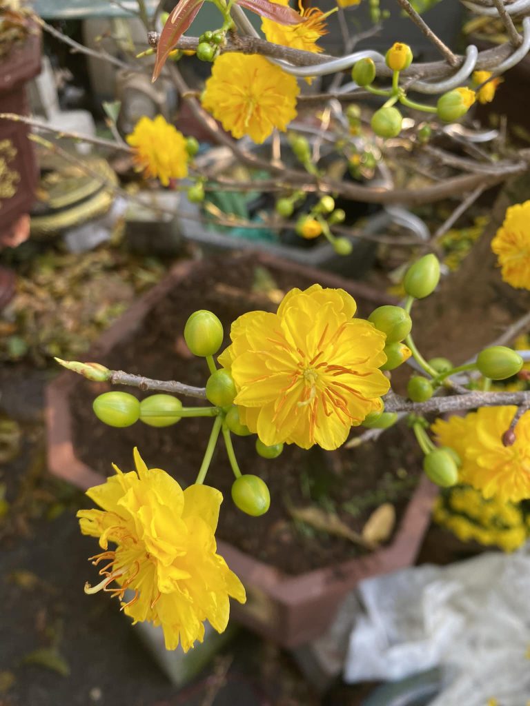 ý nghĩa số cánh hoa mai