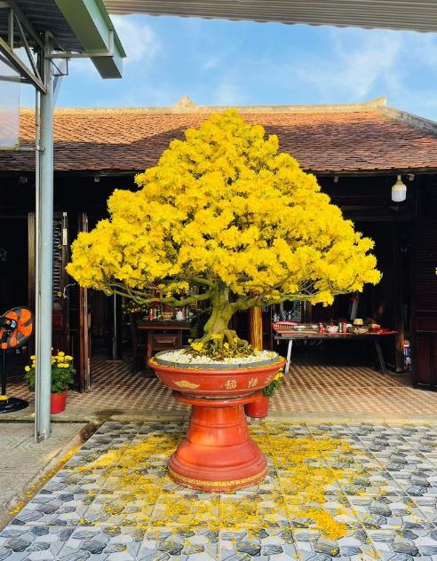 Cắt Tỉa Tạo Dáng Mai