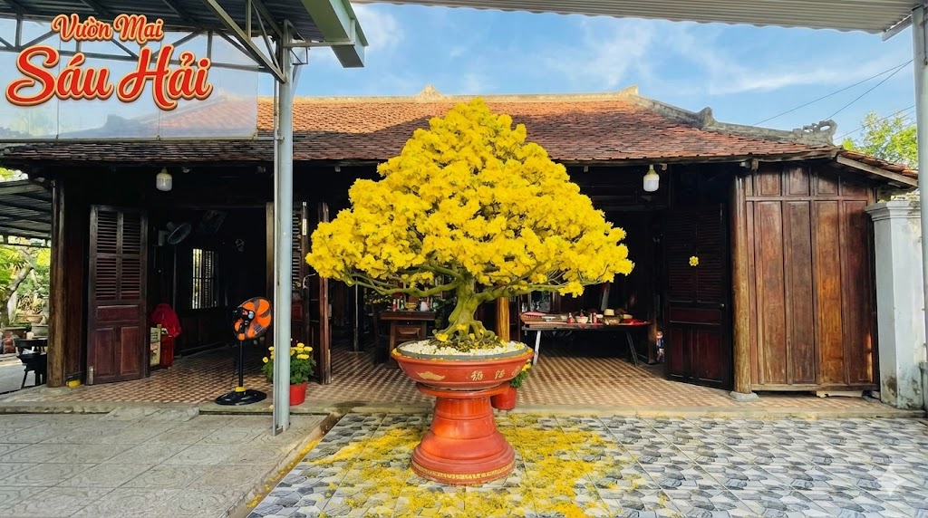 Cắt Tỉa Tạo Dáng Mai